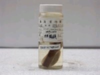 藏品(叉尾鶴鱵)的圖片